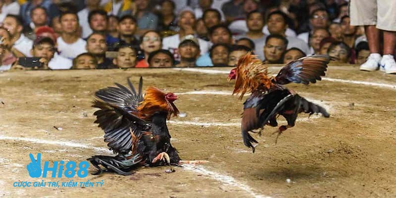 trực tiếp c3 đá gà trực tiếp c3 đá gà