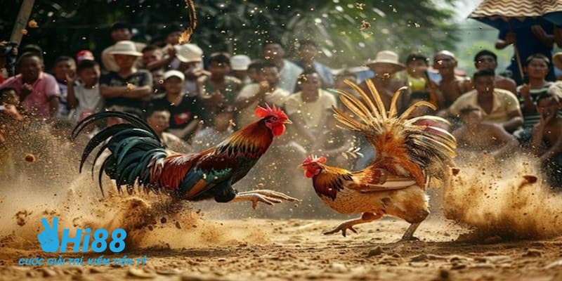 trực tiếp c3 đá gà trực tiếp c3 đá gà