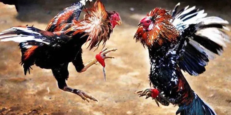Game đá gà thomo luật chơi đơn giản dễ chiến thắng 