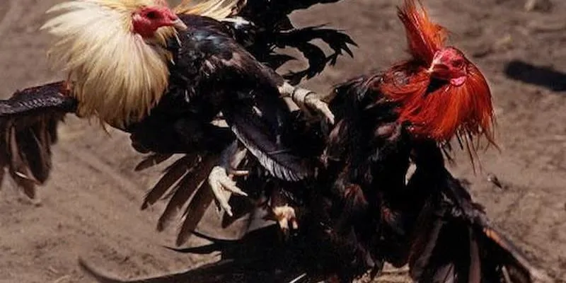 Mẹo hay chơi nắm chắc phần thắng trong tay 