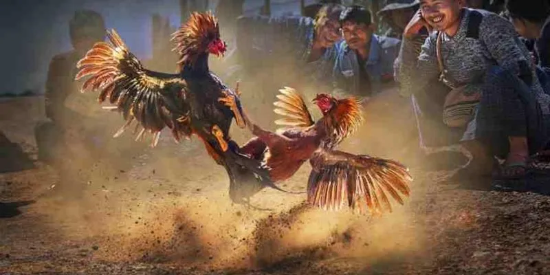 Trực tiếp đá gà CPC3 - Mảng cá cược hấp dẫn nhất tại hi88 3 Luật chơi trực tiếp đá gà CPC3 hiệu quả và hợp pháp