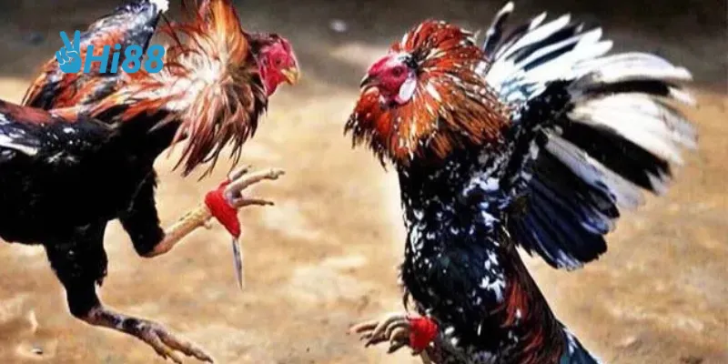 Nghiên cứu chiến kê và quản lý vốn cược sẽ giúp bạn tăng cơ hội chiến thắng.