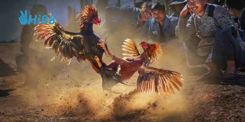 Tìm hiểu nguồn gốc và đặc điểm nổi bật của gà chọi Việt Nam