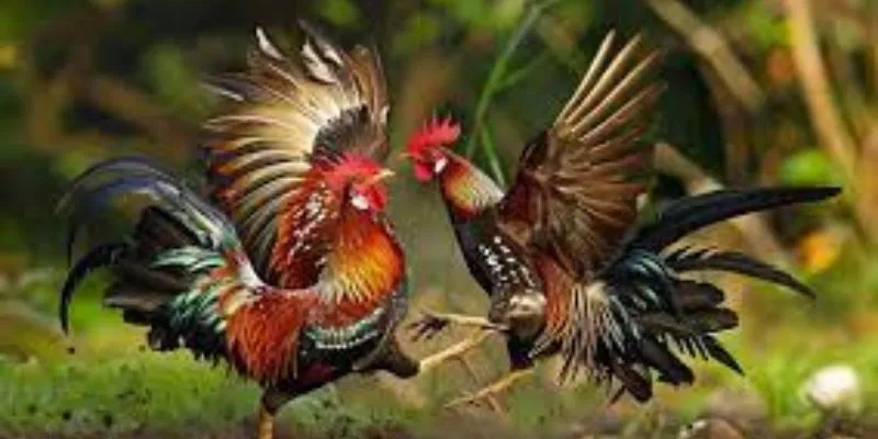 Cộng đồng đông đảo tại Hi88 là nơi lý tưởng để học hỏi kinh nghiệm.