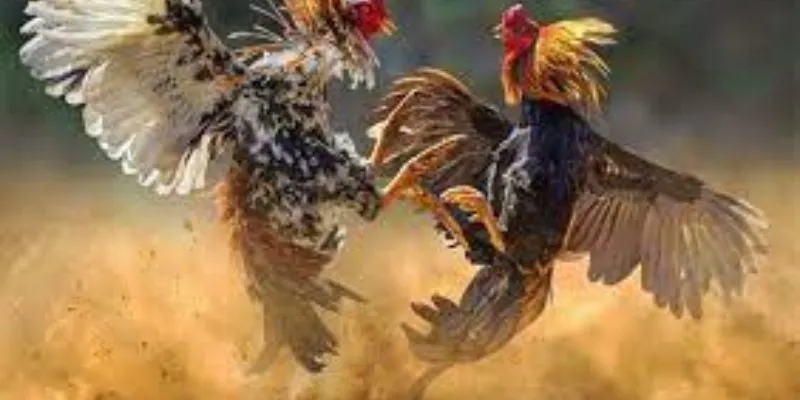 Chiến thuật thông minh giúp thắng trong đá gà tre nhanh.