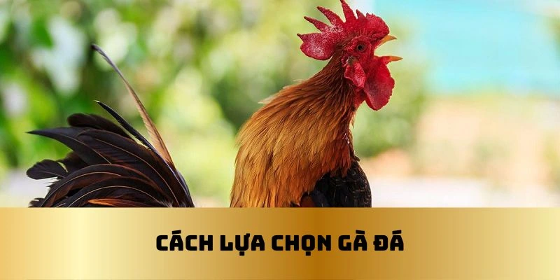 Một số cách lựa chọn gà đá