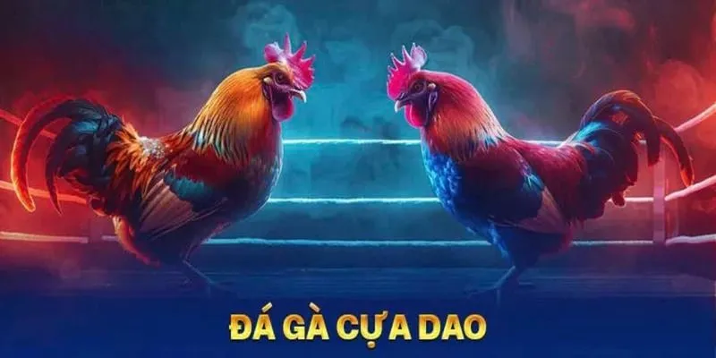 Đá Gà Cựa Dao Hi88 - Trận Chiến Mãn Nhãn Và Kịch Tính 3 Huấn luyện và chiến thuật là yếu tố then chốt trong đá gà cựa dao.