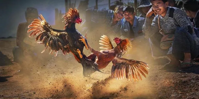 Đá Gà Nòi Thái Lan - Màn So Tài Đỉnh Cao Của Các Chiến Kê 4 Kiên nhẫn là yếu tố then chốt khi chơi tại New88