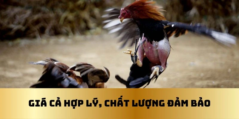Gà đá ở chợ tốt đá gà Cần Thơ có giá cả hợp lý