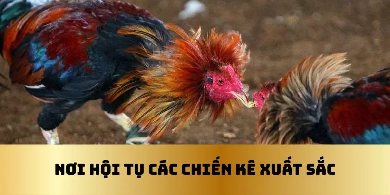 Chợ tốt Cần Thơ đã cung cấp nhiều chiến kê xuất sắc