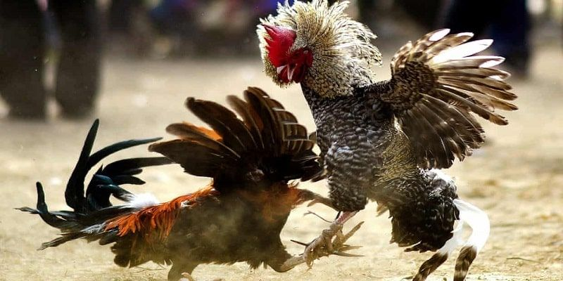 Đá Gà Cổ Điển – Màn Đối Đầu Kịch Tính Của Những Chiến Kê 3 Người chơi đang phân tích chiến kê để đặt cược tại Shbet.