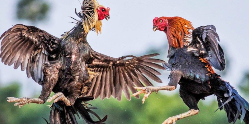 Đá Gà Cổ Điển – Màn Đối Đầu Kịch Tính Của Những Chiến Kê 2 Trận đấu đá gà cổ điển giữa hai chiến kê trên đấu trường.