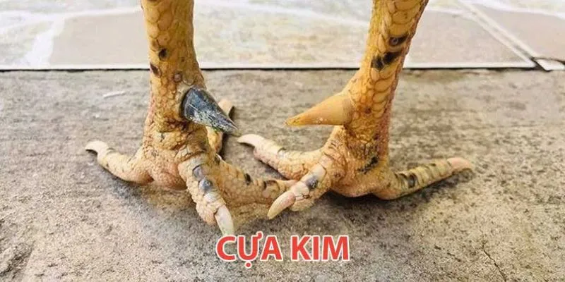 Những yếu tố tạo nên chiến kê mạnh mẽ