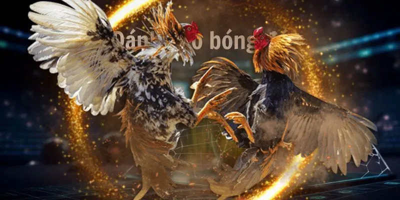 Cách chọn giống chiến kê phù hợp