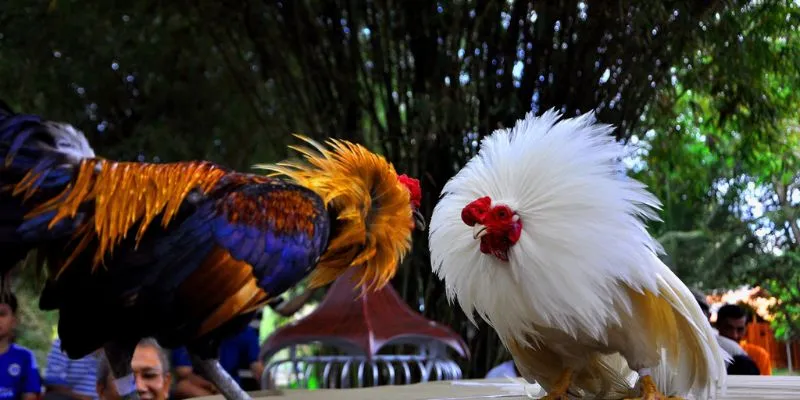 Đá gà hoang dã mang đến sự kịch tính tự nhiên.