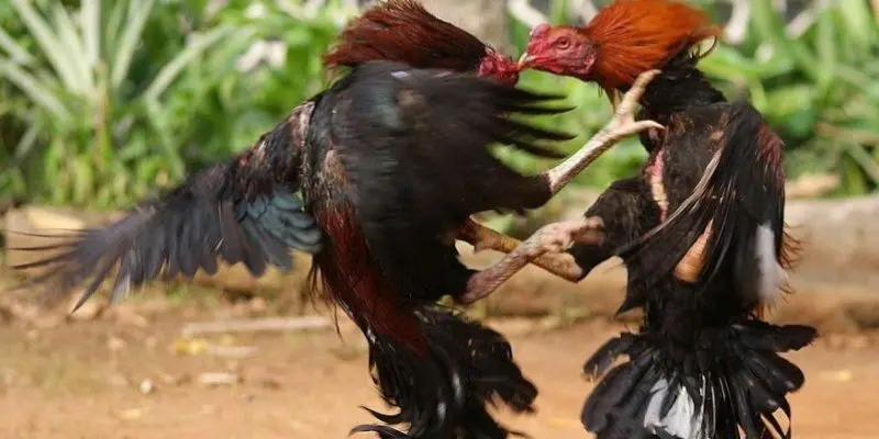 Mẹo đá gà mỹ khi biết cách xác định thời điểm phù hợp
